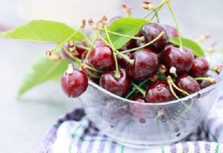 How to properly store cherries at home in an apartment and the shelf life of berries