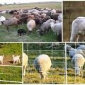 Koyun için elektrikli çoban üreticilerinin ve modellerinin değerlendirmesi ve nasıl kurulacağı