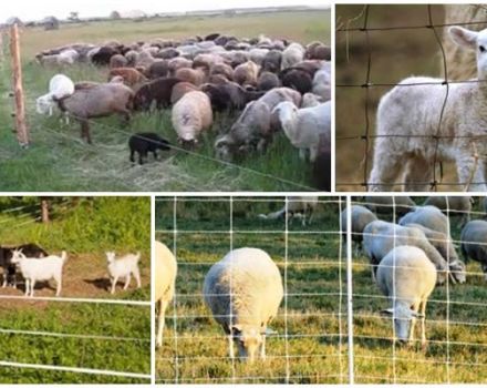 Lammasten sähköpaimen valmistajien ja mallien luokitus ja asennusohjeet