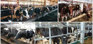 Hyödyt ja haitat lehmien vannetuksella, säännöt ja miten se tapahtuu talvella