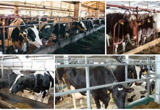 Pros y contras de atar vacas, reglas y cómo sucede en invierno
