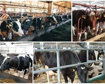 Pro e contro di legare le mucche, regole e come accade in inverno