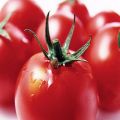 Tomaattilajikkeen Mishka clubfoot ominaisuudet ja kuvaus, sen viljelyn ominaispiirteet