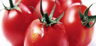 خصائص ووصف صنف الطماطم Mishka clubfoot ، وخصائص زراعته