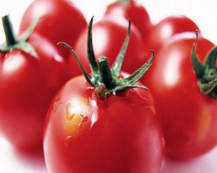 Charakteristika a popis odrůdy rajčat Mishka clubfoot, vlastnosti její kultivace
