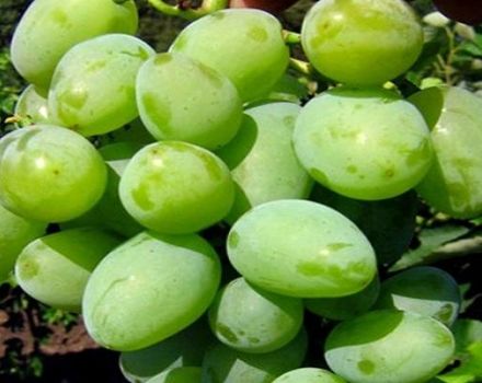 Descripción de las uvas Kokur, reglas de plantación y cultivo.