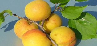 Description of the variety of apricots Kichiginsky, cultivation, planting and care