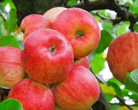 Description and characteristics of Idared apples, history and subtleties of cultivation