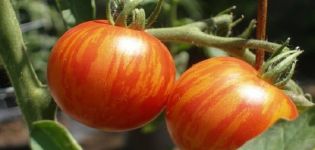 Descripción de la variedad de tomate Tiger, sus características