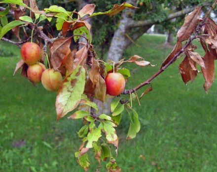 Names and symptoms of plum diseases, methods of treatment and prevention measures