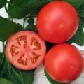 Anyuta-tomaattilajikkeen ominaisuudet ja kuvaus, sen sato