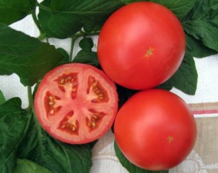 Anyuta domates çeşidinin özellikleri ve tanımı, verimi