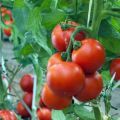 Charakterystyka i opis odmiany pomidora Maryina Roshcha, jej plon