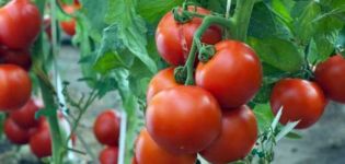 Характеристики и описание на сорта домат Марина Роща, неговият добив