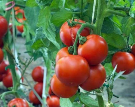 خصائص ووصف صنف الطماطم Maryina Roshcha وعائده