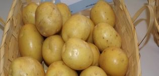 Molly patates çeşidinin tanımı, yetiştirme ve bakım özellikleri
