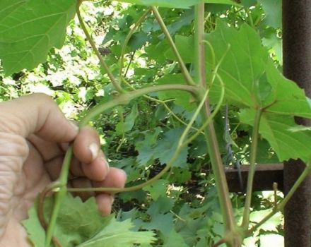 The timing of the ripening of the grape vine and how to process it to speed up the process