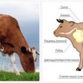 Cauzele și simptomele obstrucției esofagului la bovine, modul de tratare