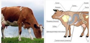 Causes and symptoms of obstruction of the esophagus in cattle, how to treat