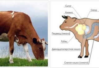 Príčiny a príznaky obštrukcie pažeráka u hovädzieho dobytka, ako liečiť