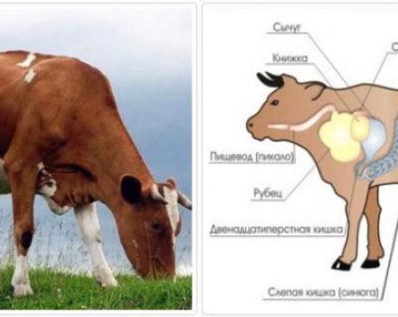 Uzroci i simptomi opstrukcije jednjaka kod goveda, kako se liječiti