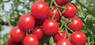 Caractéristiques et description de la variété de tomate Shalun, son rendement