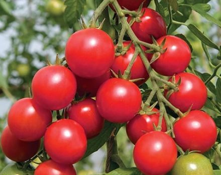 Charakterystyka i opis odmiany pomidora Shalun, jej plon