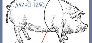 Bir domuzun ağırlığını nasıl bilir ve belirler, boyuta göre tablo
