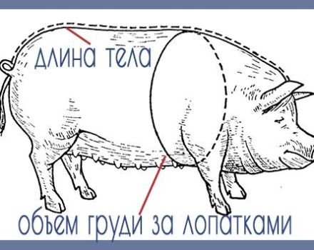 Làm thế nào để biết và xác định một con lợn nặng bao nhiêu, bảng theo kích thước