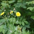 Useful properties and contraindications of sow thistle, rules of use