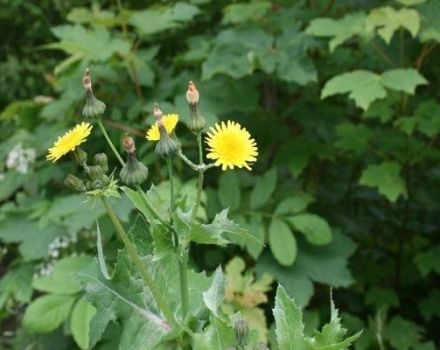 Useful properties and contraindications of sow thistle, rules of use