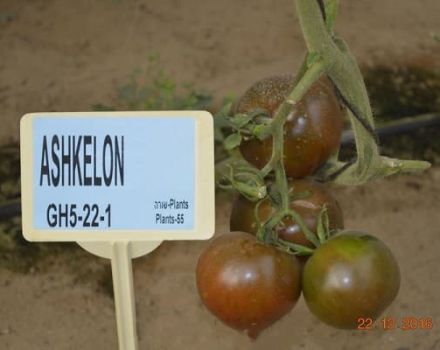 Beskrivelse af den nye hybrid-tomatsort Ashkelon F1