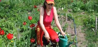 Ist es möglich, Tulpen im Frühjahr zu pflanzen, wann und wie der Eingriff durchzuführen ist?