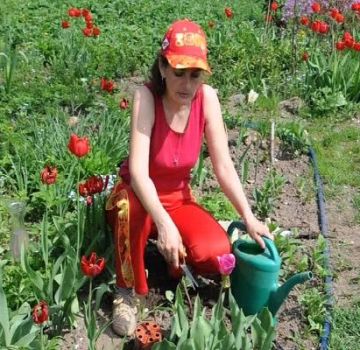 Trồng hoa tulip vào mùa xuân có được không, khi nào và quy trình tiến hành như thế nào?