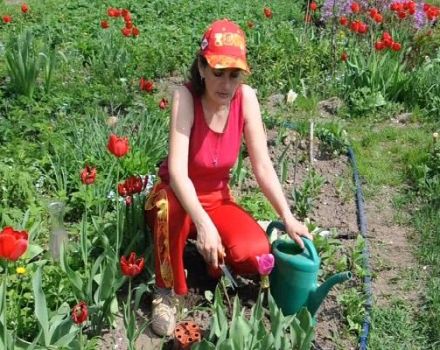 Je li moguće saditi tulipane u proljeće, kada i kako provesti postupak