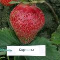 Description and characteristics of the Cardinal strawberry variety, planting and care