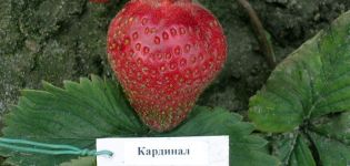 Beschrijving en kenmerken van de kardinaal aardbeienras, aanplant en verzorging