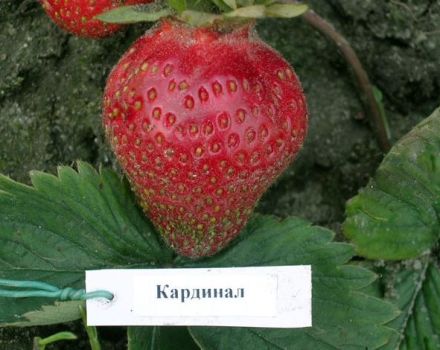 Descrierea și caracteristicile soiului Cardinal de căpșuni, plantare și îngrijire