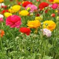 Pflanzen und Pflegen von Gartenbutterblumen auf freiem Feld, Anbau und Lagerung