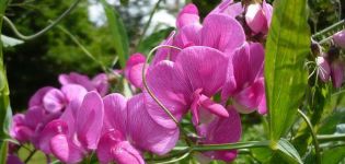 Description of 30 varieties and types of sweet peas, planting and growing from seeds