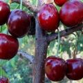 17 best varieties of sweet cherries for the Leningrad region with description and characteristics