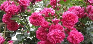 Popis a jemnost pěstování lezecké růže odrůdy Laguna