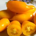 Beskrivelse af variationen af ​​tomat Golden Canary og dens egenskaber