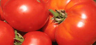 Opis sorte rajčice Poštovani gosti, preporuke za uzgoj i njegu