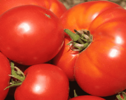 Opis sorte rajčice Poštovani gosti, preporuke za uzgoj i njegu