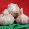 Descrizione della varietà di aglio Polesie souvenir, peculiarità di coltivazione e cura