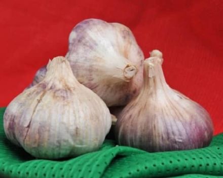 Popis odrůdy česneku Polesie suvenýr, zvláštnosti pěstování a péče
