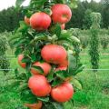 Sadnja i briga za stabljike jabuka u Sibiru, uzgoj i najbolje sorte