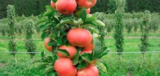 Trồng và chăm sóc cây táo cột ở Siberia, cách trồng trọt và các giống tốt nhất
