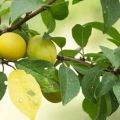 Opis i karakteristike sorte višnje šljive Zlato Skiti, oprašivači i uzgoj